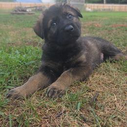 Green - Sable male German Shepherd puppy in Nekoosa, Wisconsin from Waldrand Kennel LLC