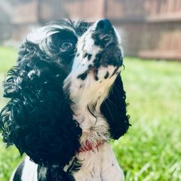 Saylor - Cocker Spaniel