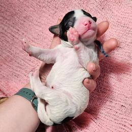 Baby Ruth - Black and white female Bernedoodle puppy in Decatur, Georgia from So Adoodable
