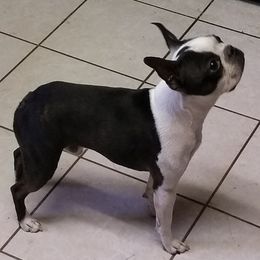 Boston Terriers from Laura's Boston Terriers