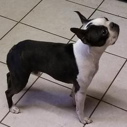 Boston Terriers from Laura's Boston Terriers