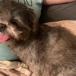 Skye - Shih Tzu