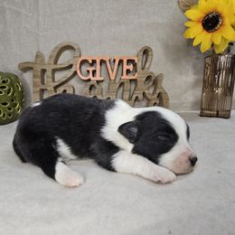 Sage - Black and white female Aussiedoodle puppy in Doerun, Georgia from Twig & Tail Puppies
