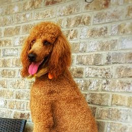 Duke - Poodle