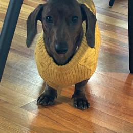 Dachshund Puppies from Army of Dachshunds