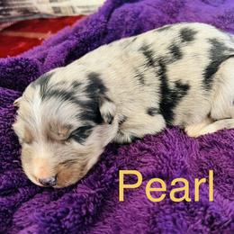 Pearl - Blue merle female Australian Shepherd puppy in Charlotte, North Carolina from Awesome Aussies