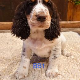 BB1 - Liver white and tan male English Springer Spaniel puppy in Britton, South Dakota from K&S Canines