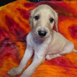 Natasha - Cream female Afghan Hound puppy in Watsonville, California from Summerbrook Afghans
