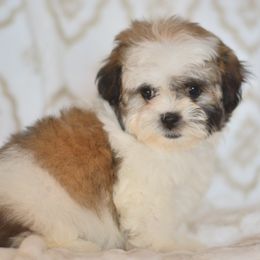Eraser - Brown and white female Shichon puppy in Delta, Colorado from PTK Ranch