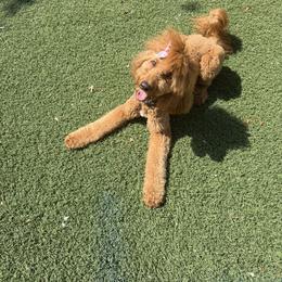 Bernedoodles and Goldendoodles from OHDoodles FL