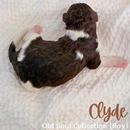 Clyde - Parti male Goldendoodle puppy in Livermore, Colorado from Heritage Hills Family Doodles
