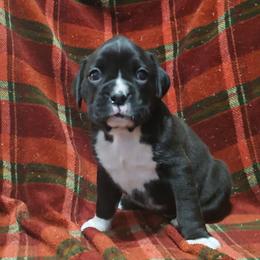 Girl 4 - Brindle female Boxer puppy in Temple, Georgia from B&B Boxers