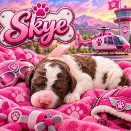Skye - Parti female Poodle puppy in Dover, Delaware from Dogtastic Poodles