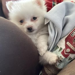 Pomeranians from Remi Roo Poms