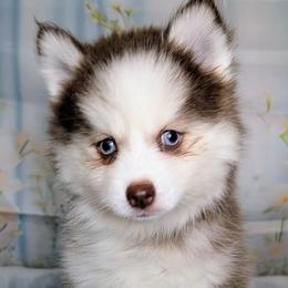 Pixie-2200 - Red and white female Pomsky puppy in Spring Hill, Florida from www.PuppyTimeEmporium.com