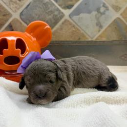 Annie (F2bb purple girl) - Blue merle female Aussiedoodle puppy in Midlothian, Texas from Gray Doodles