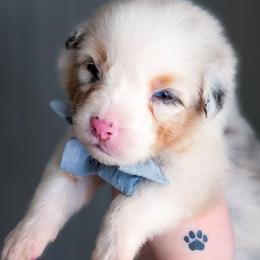 Iris - Blue merle female Australian Shepherd puppy in Georgetown, Texas from River Reign Australian Shepherds