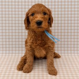 Colby - Red  male Goldendoodle puppy in La Porte, Texas from B+C Doodles