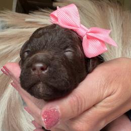 Destiny - Chocolate female Goldendoodle puppy in Decatur, Texas from Scherrer Sweet Goldendoodles