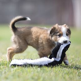 English Shepherd Puppies from Mondurles English Shepherds