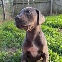 Violet - Blue Tanpoint - Blue female Great Dane puppy in Morton, Illinois from That Gurl K9s
