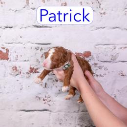 Patrick - Red  male Goldendoodle puppy in Calhoun, Georgia from Happy Top Doodles