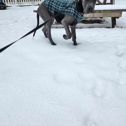 Great Dane Puppies from Phoenix Family Danes