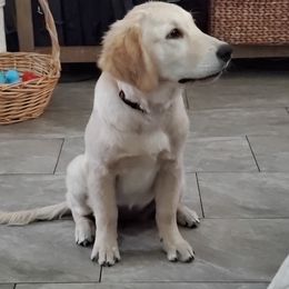 Golden Retriever Puppies from Nutmeg's Golden Puppy Dog