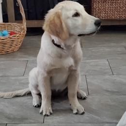 Golden Retriever Puppies from Nutmeg's Golden Puppy Dog