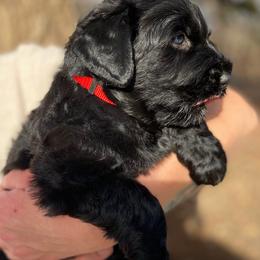 Girl 1 - Black female Black Russian Terrier puppy in Oklahoma from Ter’Avalon Kennel