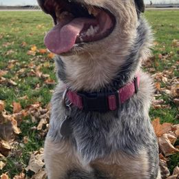 Australian Cattle Dogs from Hope Farms and Sanctuary