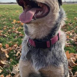Australian Cattle Dogs from Hope Farms and Sanctuary