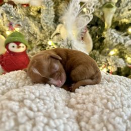Noel - Blenheim female Cavalier King Charles Spaniel puppy in Columbus Ga, Georgia from Sweet Southern Cavaliers