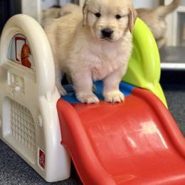 Golden Retriever Puppies from Caliber Golden Retriever’s
