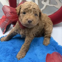 Aladdin - Red  male Goldendoodle puppy in Central, Arizona from Desert Valley Doodles