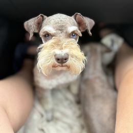 Fergie - Miniature Schnauzer