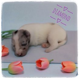 Diamond - Blue merle and white female Shetland Sheepdog puppy in Minnesota from Sheltie Puppies