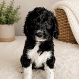 Puppy2 - Black and white male Aussiedoodle puppy in Yucaipa, California from Amazing Aussiedoodle and Double Doodles