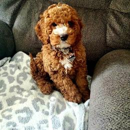 Cockapoo Puppies from M&M Cockapoos of Iowa