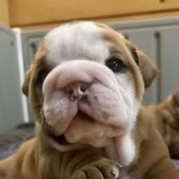 Bulldog Puppies from Bullgodz English Bulldogs