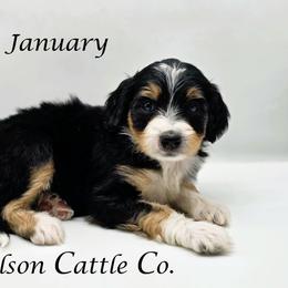 January - Black tri-color female Aussiedoodle puppy in Lancaster, Minnesota from Wilson Cattle Co.
