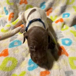 Blue - Liver roan male German Shorthaired Pointer puppy in Jackson, Georgia from Rosengrace Gsps (formerly Tiner GSP’s)