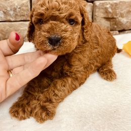 Goldendoodle Puppies from My Awesome Rover