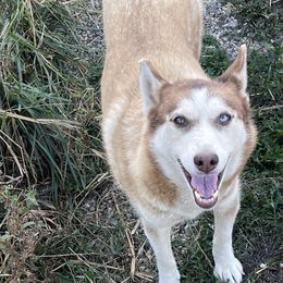Maddie - Siberian Husky