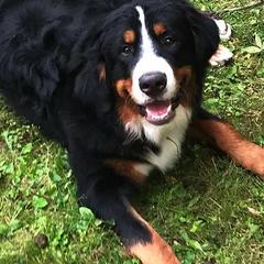 Bernese Mountain Dogs from Rossingham Berners