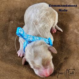 Commandment - Parti male Goldendoodle puppy in Peyton, Colorado from Grace N Faith Doodles