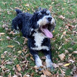 Wells - Bernedoodle