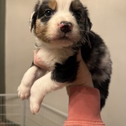Gray - Blue merle male Australian Shepherd puppy in Oneida, Tennessee from Miller's Legacy Natural Australian Shepherds - Full Tails & Dewclaws!