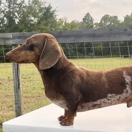 Copper - Dachshund