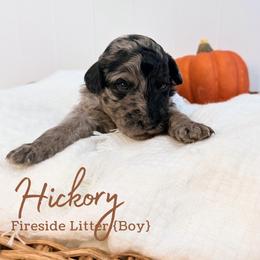 Hickory - Merle male Goldendoodle puppy in Livermore, Colorado from Heritage Hills Family Doodles